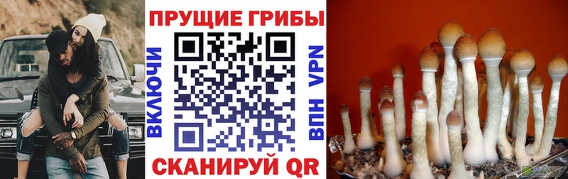 Псилоцибиновые грибы мицелий  Купить  Верея 